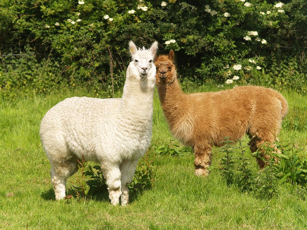 Electric Fencing for llamas and alpacas?$fullpng$